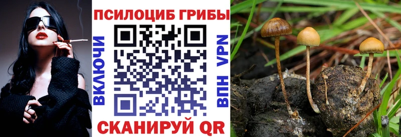 цены   Геленджик  Псилоцибиновые грибы Cubensis 